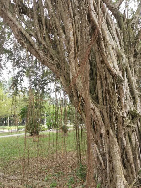 Cena Das Árvores Banyan Parque — Fotografia de Stock