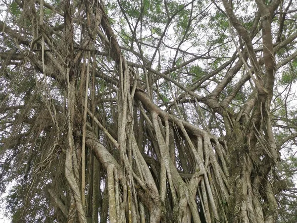 Cena Das Árvores Banyan Parque — Fotografia de Stock