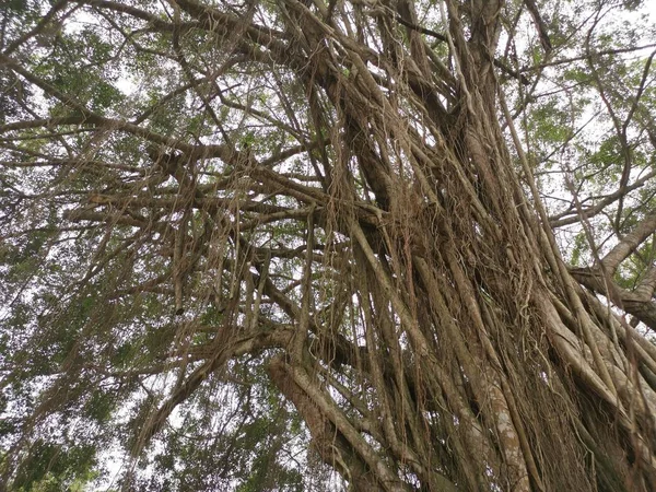 Cena Das Árvores Banyan Parque — Fotografia de Stock