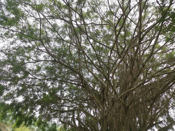 Scena Banyan Drzew Parku — Zdjęcie stockowe