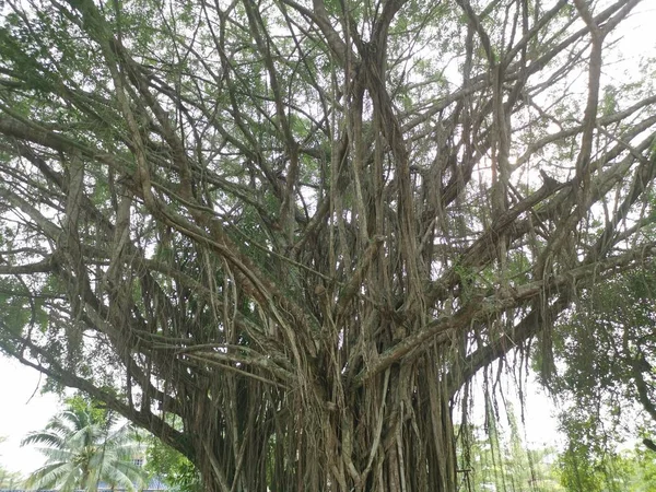 Cena Das Árvores Banyan Parque — Fotografia de Stock