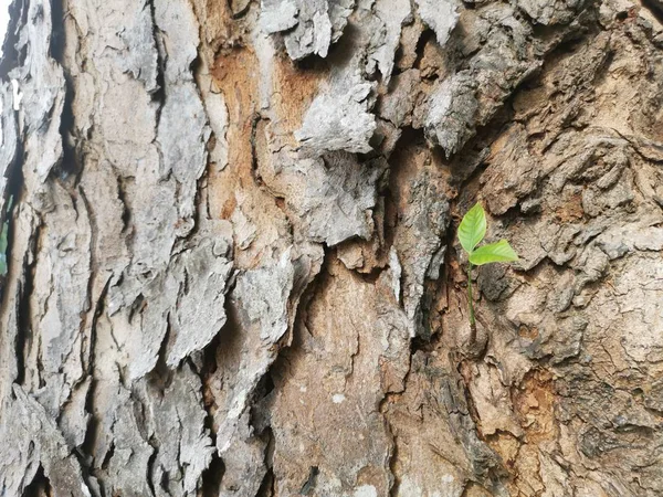 樹皮から若い芽を芽生え — ストック写真