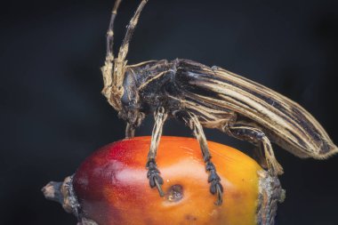 xylorhiza adusta longhorn böceğiaşırı yakın çekim