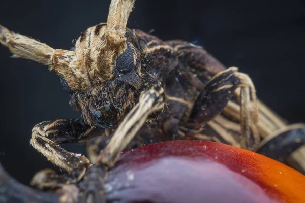 Primer Plano Extremo Del Escarabajo Xylorhiza Adusta Longhorn —  Fotos de Stock