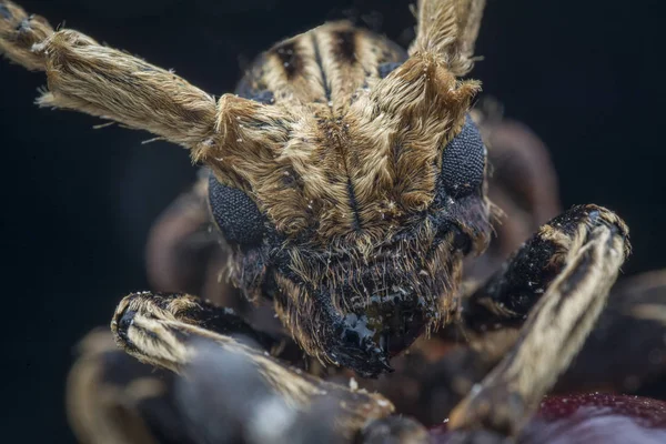 Primer Plano Extremo Del Escarabajo Xylorhiza Adusta Longhorn —  Fotos de Stock