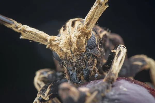 Xylorhiza Adusta Longhorn Böceğiaşırı Yakın Çekim — Stok fotoğraf