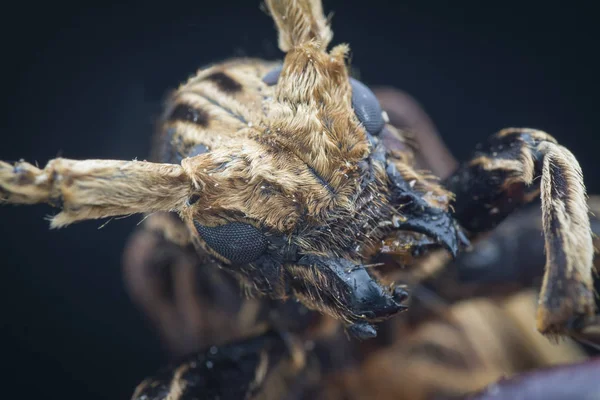 Primer Plano Extremo Del Escarabajo Xylorhiza Adusta Longhorn — Foto de Stock