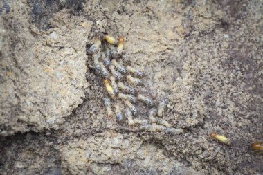 Termit höyüğü tepesinin içinde bulunan böcekler.