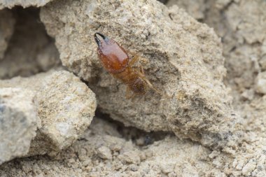 Termit höyüğü tepesinin içinde bulunan böcekler.