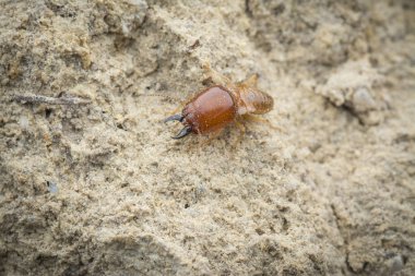 Termit höyüğü tepesinin içinde bulunan böcekler.