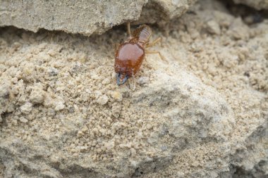 Termit höyüğü tepesinin içinde bulunan böcekler.