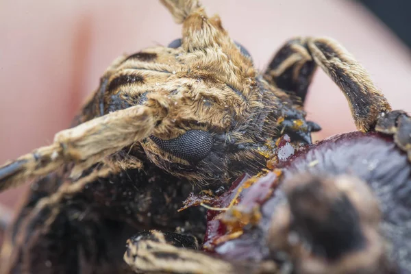 Extrém Vértes Xylorhiza Adusta Longhorn Bogár — Stock Fotó