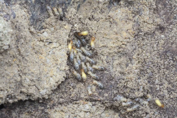 Serangga Ditemukan Dalam Gundukan Bukit Rayap — Stok Foto