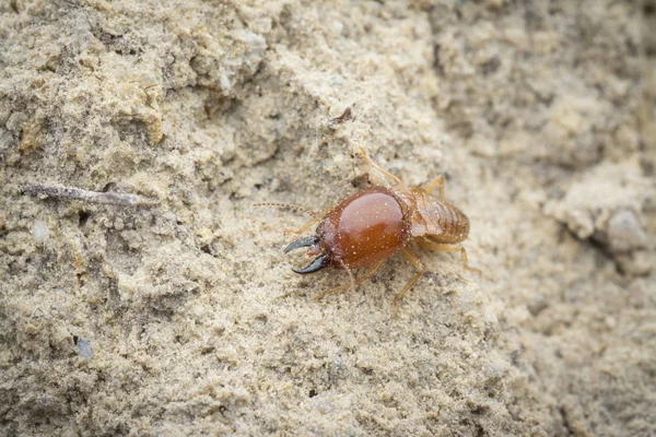 Insekter Hittades Inne Termit Mound Hill — Stockfoto