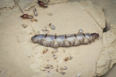 Termit höyüğü tepesinin içinde bulunan böcekler.