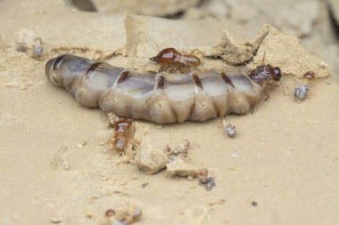 Termit höyüğü tepesinin içinde bulunan böcekler.