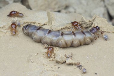 Termit höyüğü tepesinin içinde bulunan böcekler.