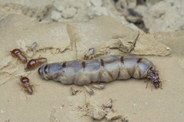 Termit höyüğü tepesinin içinde bulunan böcekler.