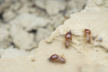 Insects found inside the termite mound hill. clipart