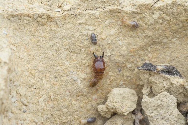 Serangga Ditemukan Dalam Gundukan Bukit Rayap — Stok Foto