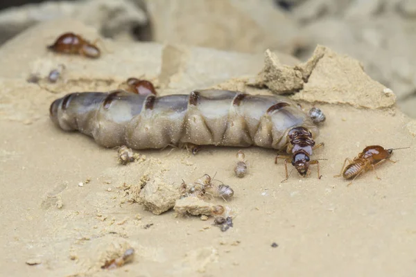 Insectos Encontrados Dentro Colina Montículo Termitas — Foto de Stock