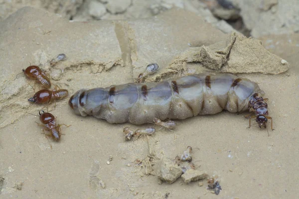 Termit Höyüğü Tepesinin Içinde Bulunan Böcekler — Stok fotoğraf