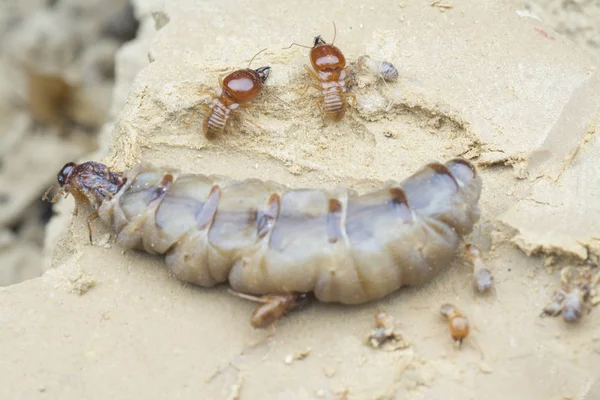 Termit Höyüğü Tepesinin Içinde Bulunan Böcekler — Stok fotoğraf