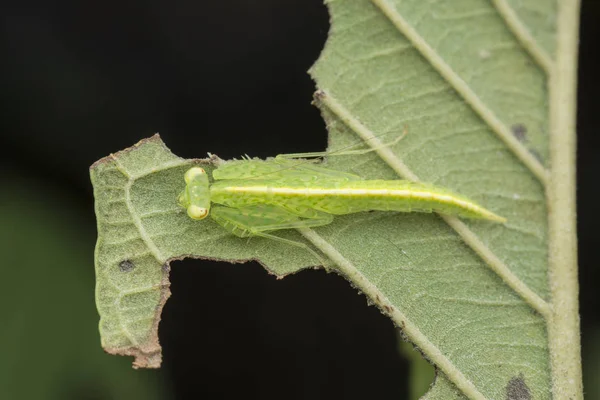 Primer Plano Con Tropidomantis Tenera Nymph — Foto de Stock