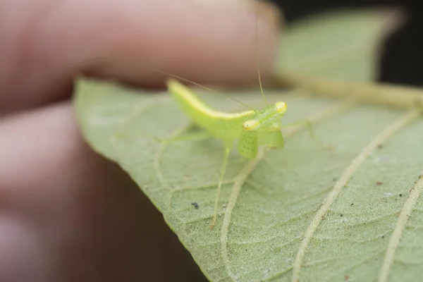 Close Com Tropidomantis Tenera Ninfa — Fotografia de Stock