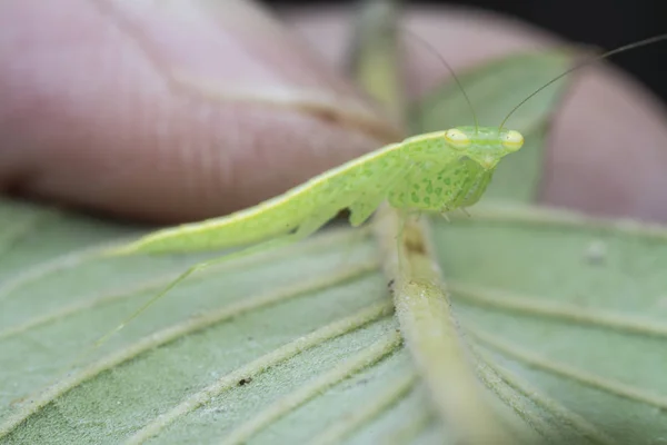 Close Met Tropidomantis Pees Nimf — Stockfoto