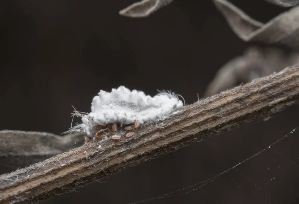 Cocciniglie Bianche Sul Ramo Dell Albero — Foto Stock