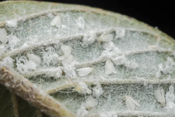 Groups of tiny trialeurodes vaporariorum of leaf — Stock Image Groups Tiny Trialeurodes Vaporariorum Leaf Stock Picture