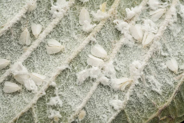 Groups of tiny trialeurodes vaporariorum of leaf — Stock Image Groups Tiny Trialeurodes Vaporariorum Leaf Royalty Free Stock Photos