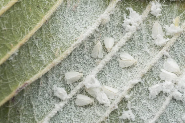 Groups of tiny trialeurodes vaporariorum of leaf — Stock Image Groups Tiny Trialeurodes Vaporariorum Leaf Stock Photo