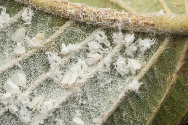 Groups of tiny trialeurodes vaporariorum of leaf — Stock Image Groups Tiny Trialeurodes Vaporariorum Leaf Royalty Free Stock Photos