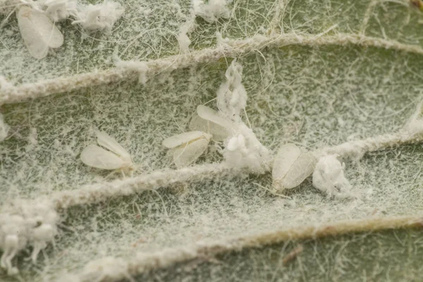 Groups of tiny trialeurodes vaporariorum of leaf — Stock Image Groups Tiny Trialeurodes Vaporariorum Leaf Stock Image