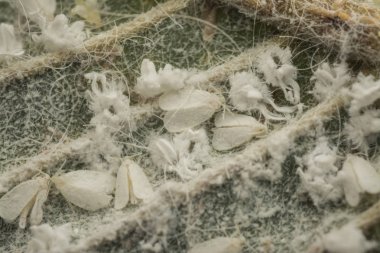 yaprak küçük denemeeurodes vaporariorum grupları