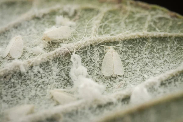 yaprak küçük denemeeurodes vaporariorum grupları