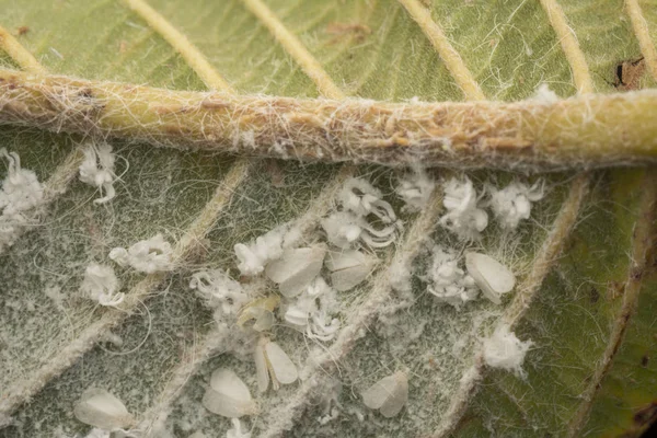 yaprak küçük denemeeurodes vaporariorum grupları
