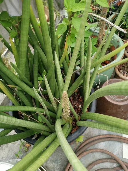 Obrázek Sansevieria Cylindra Plant — Stock fotografie