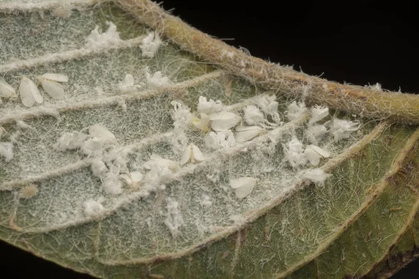 Groups of tiny trialeurodes vaporariorum of leaf — Stock Image Groups Tiny Trialeurodes Vaporariorum Leaf Stock Image