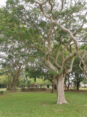 sessiz güzel kamu parkta sahne