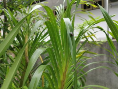 Grammatophyllum speciosum dallarının görüntüsü