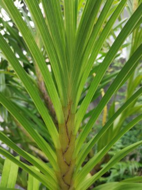 Grammatophyllum speciosum dallarının görüntüsü