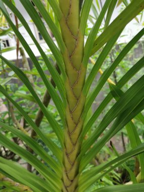 Grammatophyllum speciosum dallarının görüntüsü