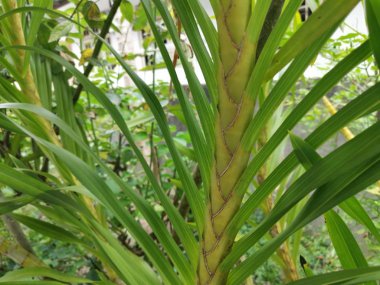Grammatophyllum speciosum dallarının görüntüsü