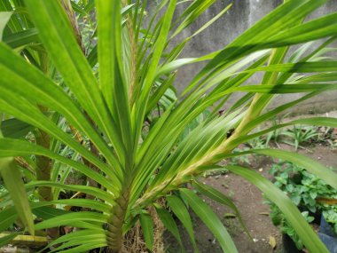 Grammatophyllum speciosum dallarının görüntüsü