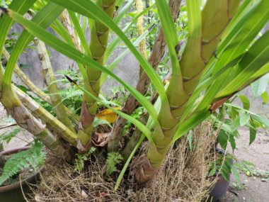 Grammatophyllum speciosum dallarının görüntüsü