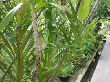 Grammatophyllum speciosum dallarının görüntüsü