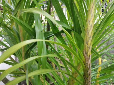 Grammatophyllum speciosum dallarının görüntüsü